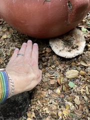 Agaricus bitorquis