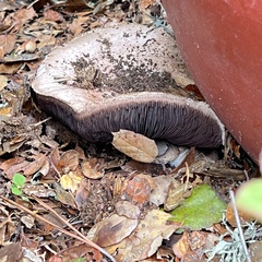 Agaricus bitorquis