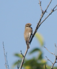 Ficedula