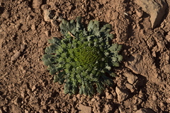 Gamocarpha scapigera