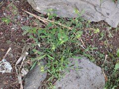 Euphorbia hypericifolia
