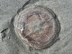 Aequorea forskalea