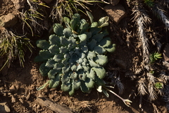 Gamocarpha scapigera