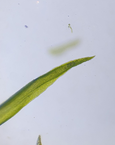Image of Dwarf Swan-neck Moss by no rights reserved