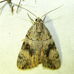 Catocala amica
