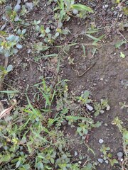 Eragrostis amabilis