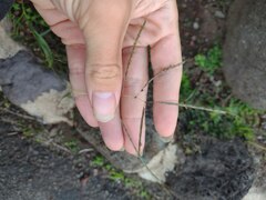 Dichanthium annulatum annulatum