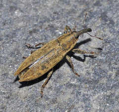 Lixus mucronatus