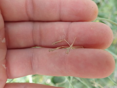 Commicarpus scandens