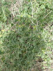 Commicarpus scandens