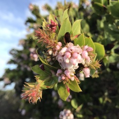 Arctostaphylos montaraensis