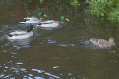 Anas platyrhynchos platyrhynchos