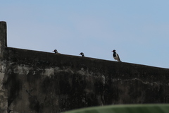 Vanellus indicus atronuchalis