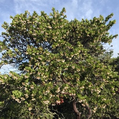 Arctostaphylos montaraensis