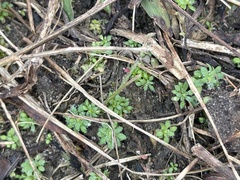 Draba verna