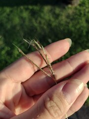 Bothriochloa pertusa