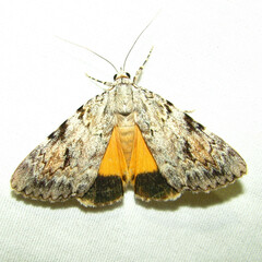 Catocala amica