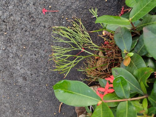 Psilotum nudum observed 2022-12-30