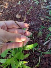 Paspalum fimbriatum