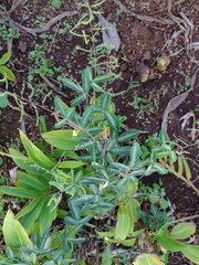 Pithecellobium dulce