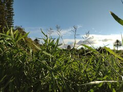 Urochloa mutica