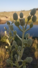 Eryngium paniculatum