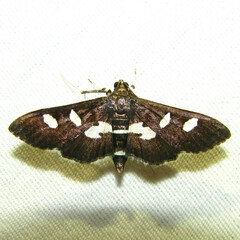 Desmia funeralis
