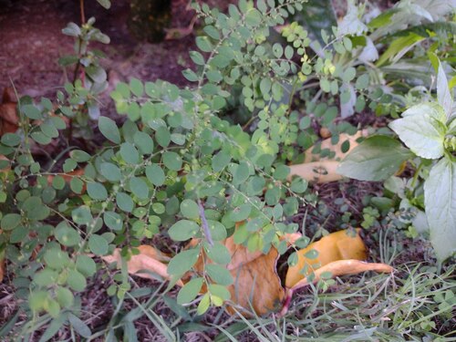 Phyllanthus tenellus observed 2022-12-30