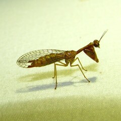 Leptomantispa pulchella