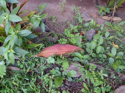 Youngia japonica observed 2022-12-30