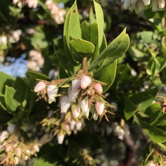 Arctostaphylos montaraensis