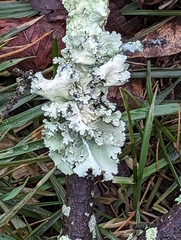 Parmotrema hypotropum