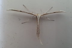 Emmelina monodactyla