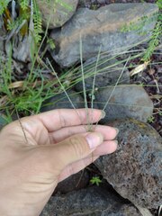 Digitaria violascens