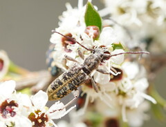 Pempsamacra dispersa