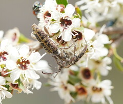 Pempsamacra dispersa