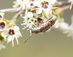 Pempsamacra dispersa