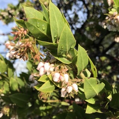 Arctostaphylos montaraensis