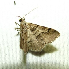 Digrammia continuata