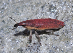 Lixus acicularis