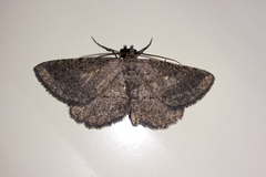 Rhoptria asperaria
