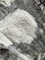 Lecanora caesiorubella