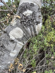 Lecanora caesiorubella