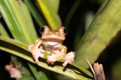 Rhacophorus pardalis