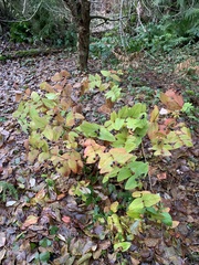 Hypericum androsaemum