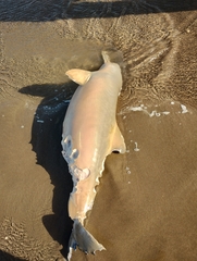 Pontoporia blainvillei