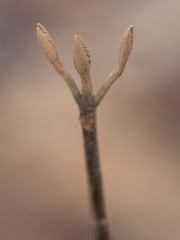 Viburnum lantanoides