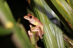 Rhacophorus pardalis