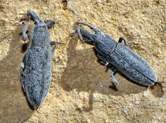 Lixus punctiventris