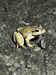 Platyplectrum fletcheri